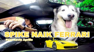 SPIKE naik FERRARI  #CarVlog (  MALAMUTES ON FERRARI )