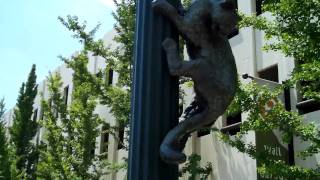 The Urban Trail of Asheville, NC - Cat Walk.MOV