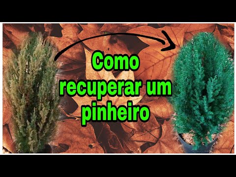 Vídeo: Por que meu pinheiro está ficando marrom?