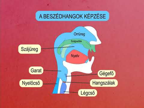 A magyar nyelv hangrendszere, a magánhangzók, a magánhangzótörvények