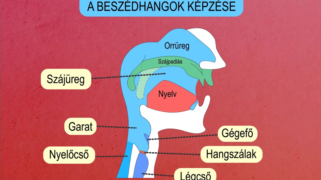 A magyar nyelv hangrendszere, a hangok találkozása és helyesírásuk |  zanza.tv