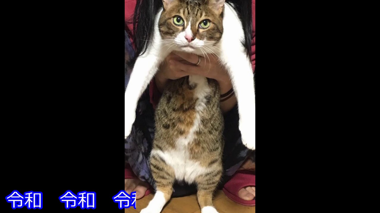 うちの猫の鳴き声が「令和」な件 SuperReiwaReiwaCat - YouTube