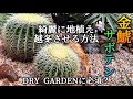 【金鯱サボテン地植え】ドライガーデンに植えたいけど、綺麗に冬を越すには工夫が必要。