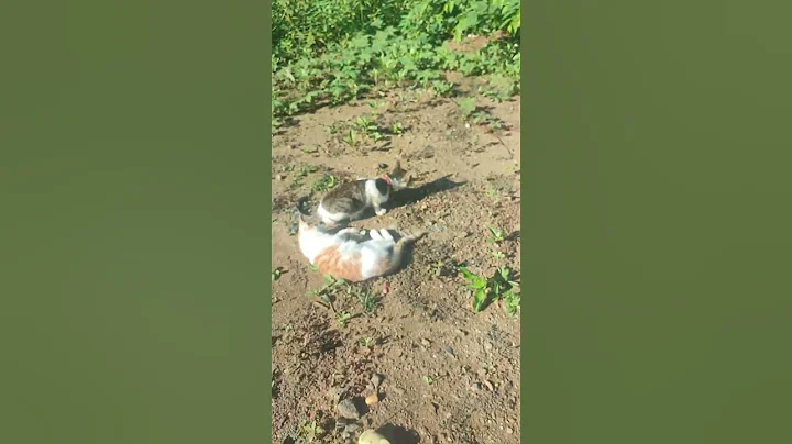 Video 9428681: cats kucing pets catlover, cats pet catlover cutecat, pets cutecat funny kucing, cute catlover pets cats