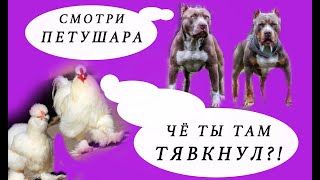 Собаки Versus Курицы - Кто Победит? Fight!