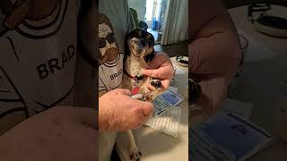 Rat Terrier LOLA IN Peanut Butter And Nail Clipping. #shorts #ratterrier #dog