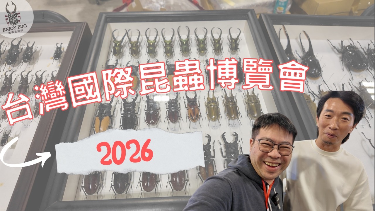 2026昆蟲展｜你來尋寶了嗎?｜台灣國際昆蟲博覽會【玩蟲趣 】