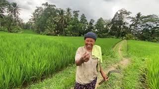 Bali Ubud Pirinç Tarlalarına dalarak koştum, koşarken konuştum, konuşurken sizinle buluştum🥰