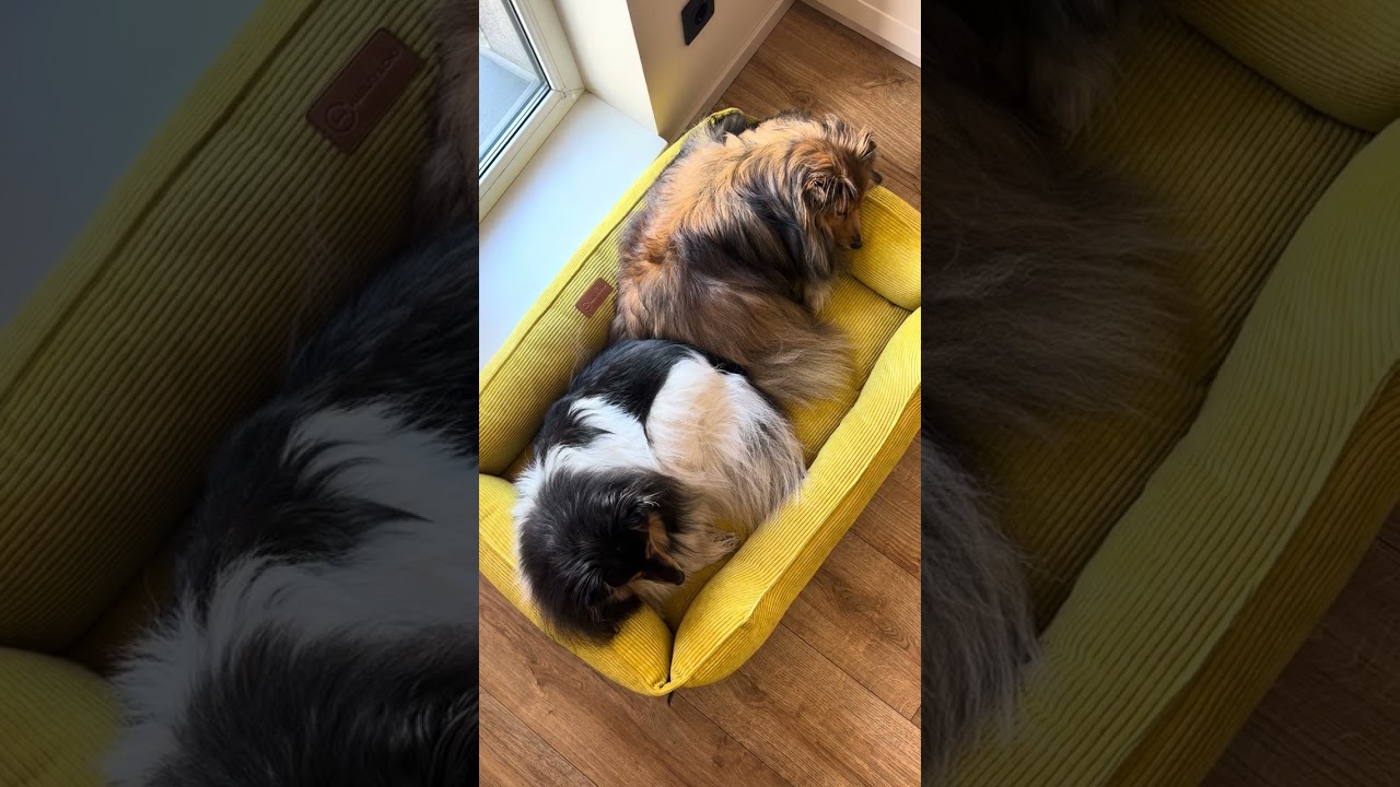Лежак Dreamer Velvet Yellow