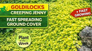 Goldilocks Creeping Jenny Fast Spreading Ground Cover Plant