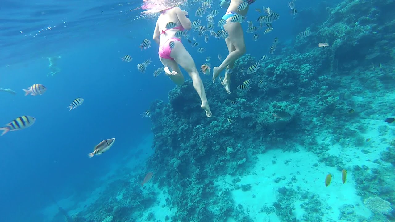 Hilton Sharks bay. Snorkeling. Sharm El Sheikh. Red sea. YouTube