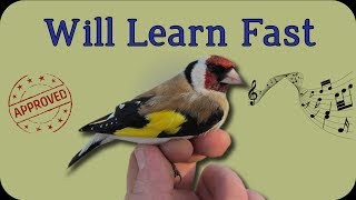 Make Your Birds Learn This European Goldfinch Singing