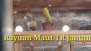 CIRI CIRI TR PEJANTAN (GARENG) BIRAHI MINTA KAWIN