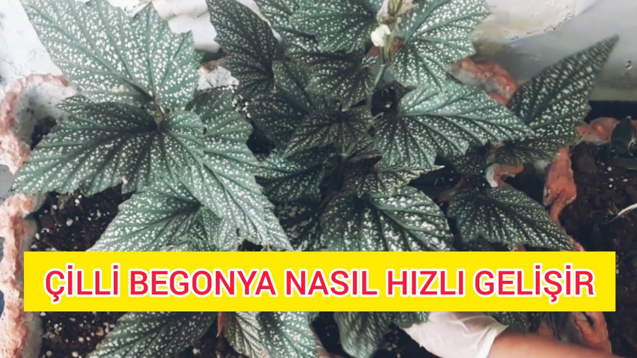 ÇİLLİ BEGONYA SAKSI DEĞİŞİMİ GENEL BAKIMI GELİŞİMİ