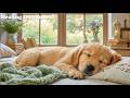 Dog Sleep Music 🐕 Dog Relaxation Music - Gentle Sleep Music For Dogs With Dreamy Soft Atmosphere