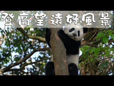 《熊貓早晚安》登高望遠好風景 | iPanda熊貓頻道