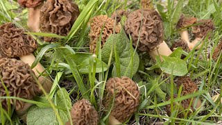 MOREL MUSHROOM Hunting For The FIRST TIME!!! ( Picking mushrooms with a dog)