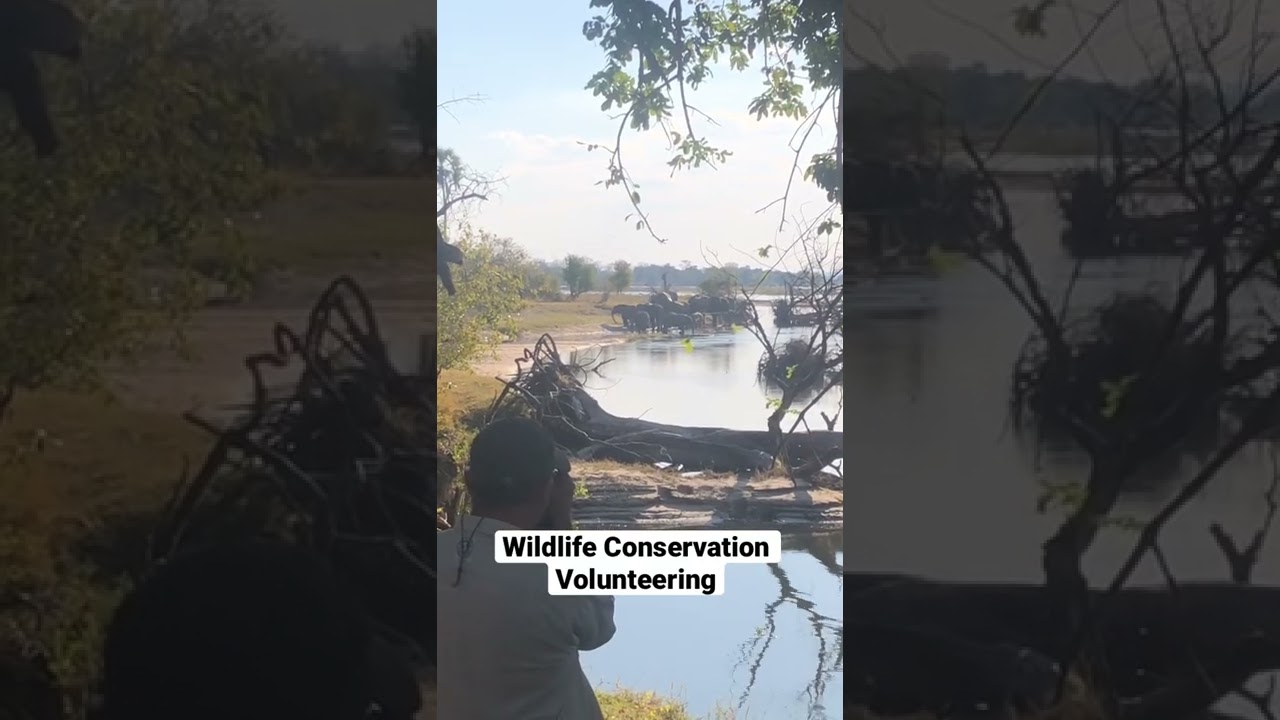 Wildlife Conservation Volunteering- the sightings we have!!