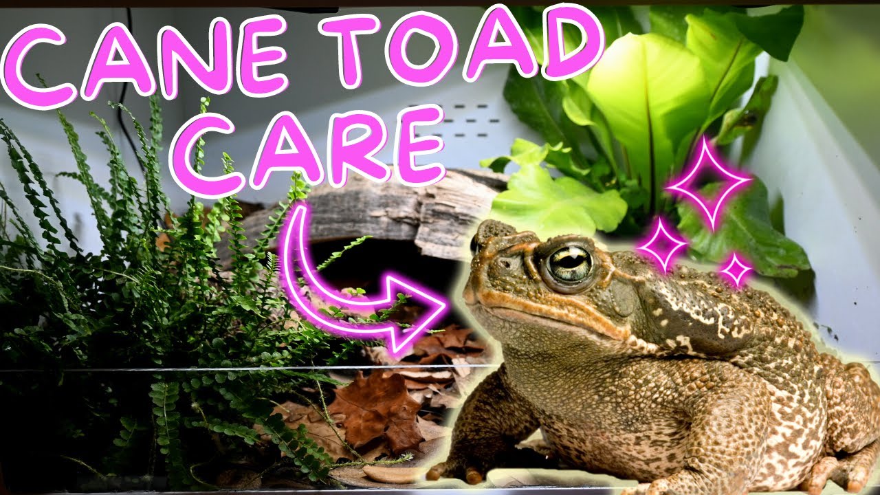 Complete Cane Toad Care Guide the best pet amphibian? toad care guide