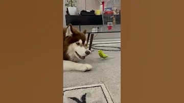 Diesel The Husky And Gosha The Parrot Are Best Friends ViralHog 
