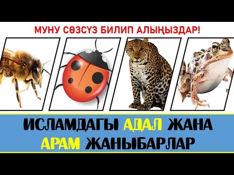 Video: Чегирткенин денесинин кайсы аймагы сезүү функциясына адистешкен?