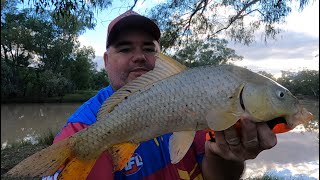 Fishing the Moonie River - Carp