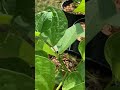 Green beans in full sun