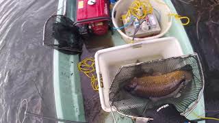 Thatcham AA electrofishing