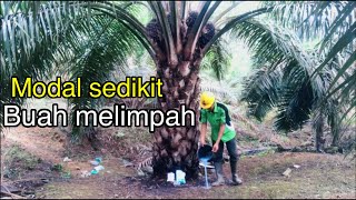 pupuk sawit biar buah banyak || very useful greetings of success from oil palm farmer channel