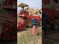 harvesting Vibes #shorts #youtubeshorts #shortvideo #kheti