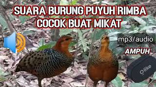 SUARA BURUNG PUYUH TARUN TARUN PUYUH RIMBA