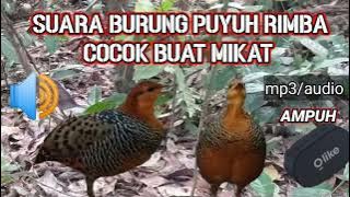 SUARA BURUNG PUYUH TARUN TARUN PUYUH RIMBA