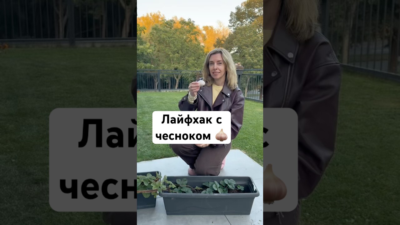 Лайфхак для огорода: Чеснок рядом с клубникой 🍓🧄 