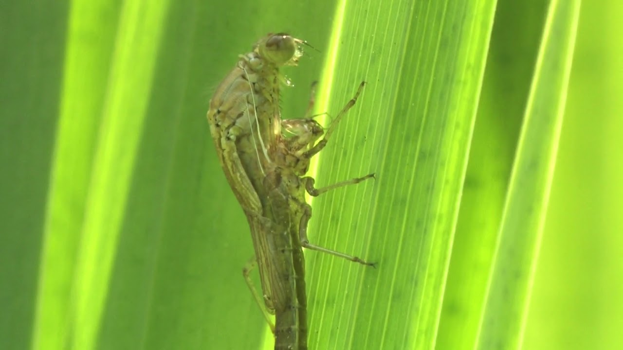 Adult blue-breaks out larva skin 🔴