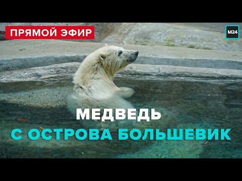 Медведь с острова Большевик | Московский зоопарк | Прямая трансляция - Москва 24