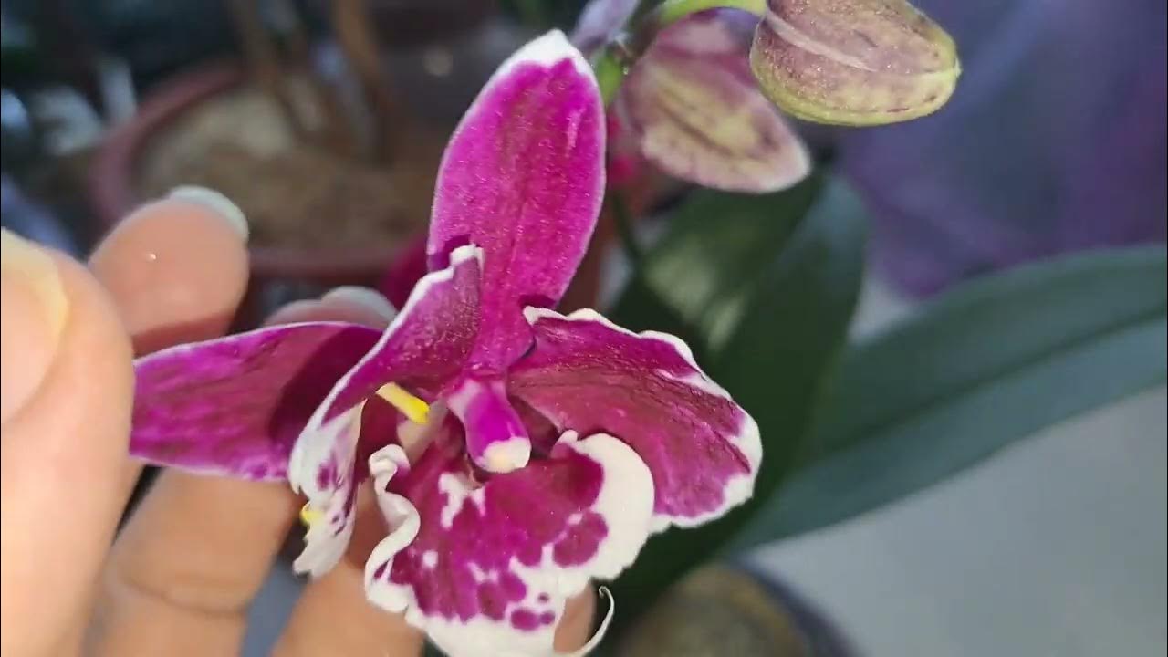 Орхидеи будут цвести!Азиатские орхидеи Желтый Шоколад(бабочка) и биг ...