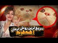 آکنه گربه و راه درمان سریع آن علت نقطه های سیاه چانه ی گربه ها 