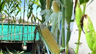 Growing sweet corn 🌽-from seeds to harvest.