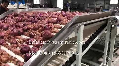 onion sorting machine/onion grade sorter