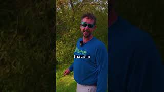 How Weeping Willows can Destroy Your Home's Foundation! #shorts