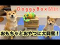 DoggyBoxのおもちゃとおやつに大興奮の豆柴姉弟♪【おまけで第二回お散歩動画付き】