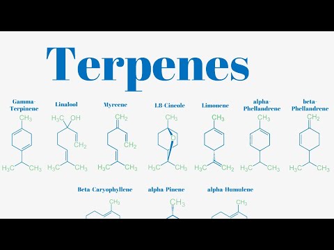 Terpenes And Isoprene Units Explained