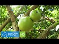 Pinoy MD:  Calabash fruit, ang prutas na hindi basta-basta!