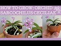 Comment cultiver lorchide australienne sarcochilus ceciliae