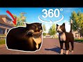 360° VR Escape from Maxwell the Cat