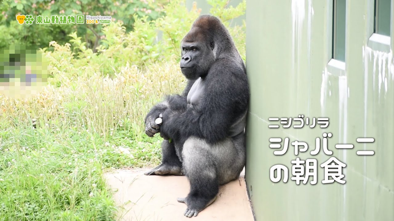 東山動植物園公式】シャバーニの朝食《 ニシローランドゴリラ ゴリラ