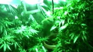 tbones grow room
