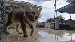 Download Lagu NANIH POP SUNDA TERPOPULER 2025 - DURIAT, SASAK RAJAMANDALA, TALAGA REUMIS | GASENTRA PAJAMPANGAN MP3