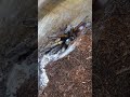 Haploclastus Devamatha Feeding (indian rainbow tarantula or LSD tarantula) #pets #spider #tarantula