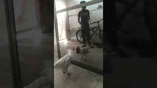 Broiler murga fight with mirror#danger #virl#danger ||Nouman Malik vlogs||